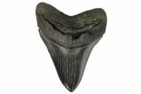 Serrated, Fossil Megalodon Tooth - Beautiful Tooth #129441-1